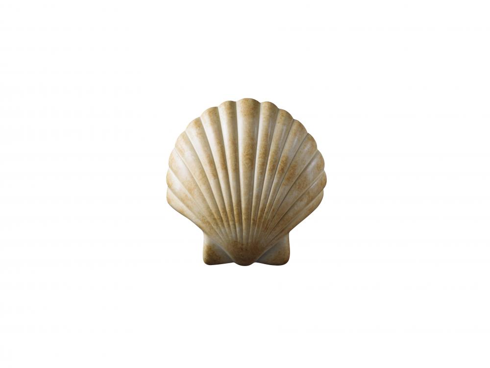 ADA Scallop Shell