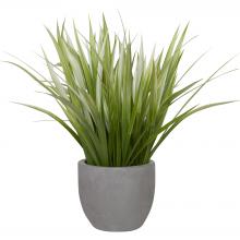 DRACAENA