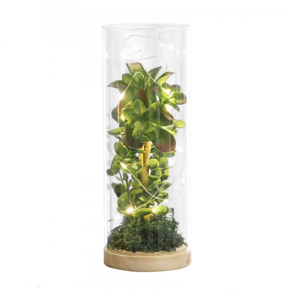 Luna Lighting Terrarium (2 pack)