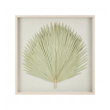 FAN PALM SHADOWBOX